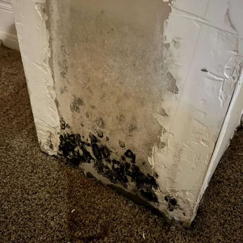 Professional Mold Removal in Towanda, KS